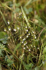 Euphraise sp.