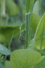 Leptynia hispanica