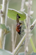 Emergence d