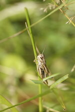 Criquet sp.