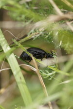 Méloidé sp.