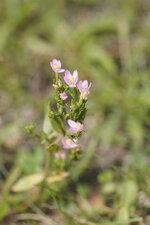 Centaurium sp.