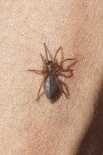 Araignée