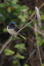 Hirondelle rustique