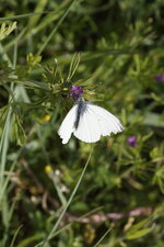 Piéride sp.