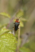 Cantharis fusca