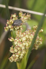Cétoine grise sur une fleur de jonc piquant