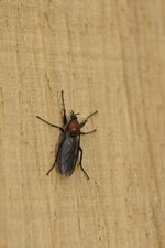 Bibion horticole