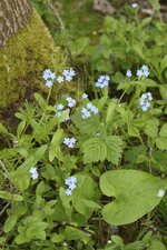 Myosotis sp.