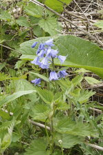 Jacinthe des bois
