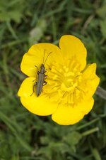 Oedomère sp. sur fleur de renoncule