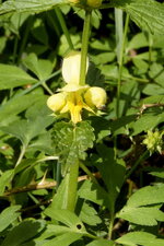 Lamier jaune