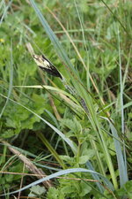 Carex sp.