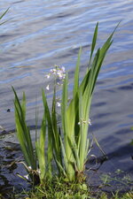Cardamine des prés
