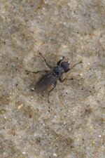 Bibio sp.