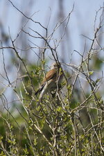 Linotte mélodieuse