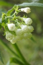 Consoude à fleurs blanches
