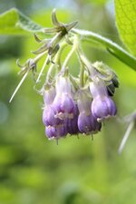 Consoude à fleurs violettes