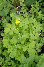 Chélidoine