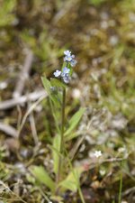 Myosotis sp.