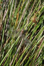 Aeschne mixte (Aeshna mixta), fraîchement émergente