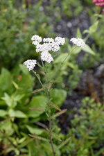 Achillée millefeuille