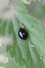 Harmonia axiridis