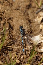 Agrion de Mercure
