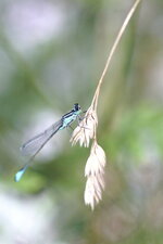 Agrion élégant mâle