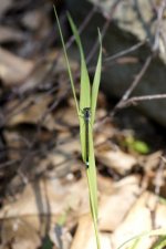 Agrion élégant - Ishnura elegans
