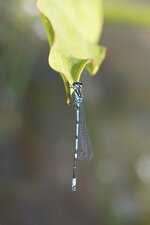 Agrion grâcieux