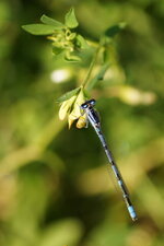 Agrion porte-coupe mâle