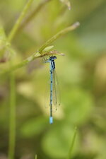 Agrion porte coupe - sous réserve