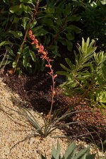 Aloès sp.