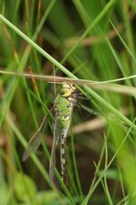 Anax empereur