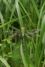 Anax empereur