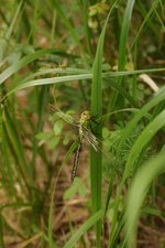 Anax empereur