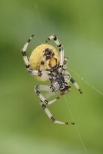 Araneus quadratus femelle - verso