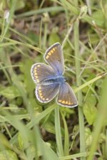 Argus bleu - Polyommatus icarus - sous réserve