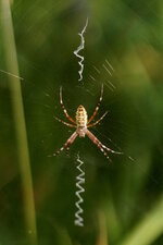 Argiope frelon