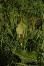 Arum sp.