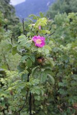 Eglantine