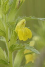 Bartsie visqueuse