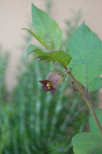 Belladone - Atropa Belladona