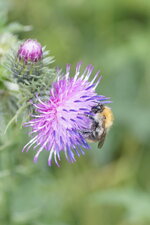 Bourdon sur une centaurée