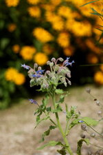 Bourrache officinale 
