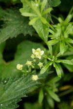 Fleur de la Bryone