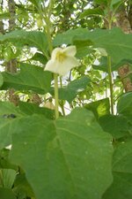 physalis