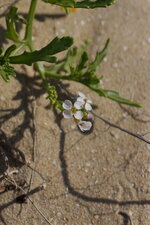 Fleur de Cakilier maritime