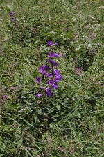 Campanule